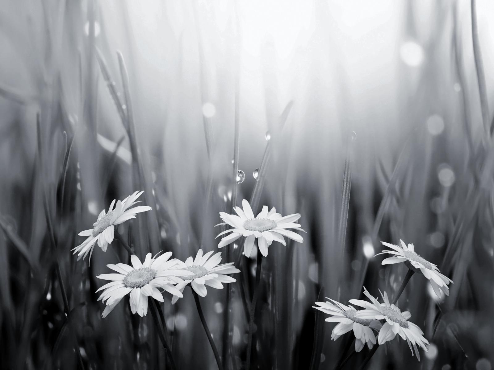 1600x1200 Black And White Wallpaper