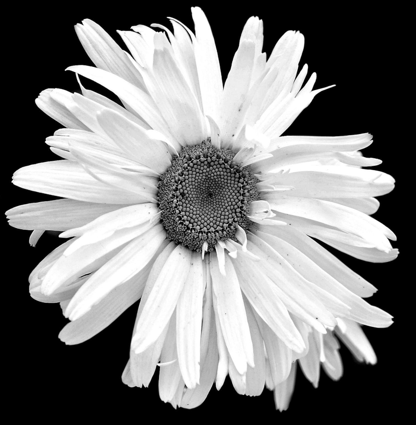Black and White Daisy Wallpapers - Top Free Black and White Daisy ...