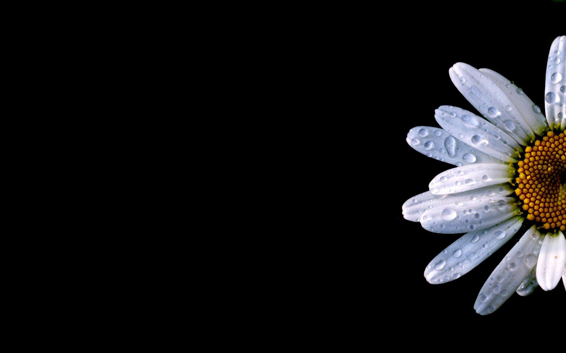1920x1200 Download 1920x1200 Daisy Flower Image HD wallpaper