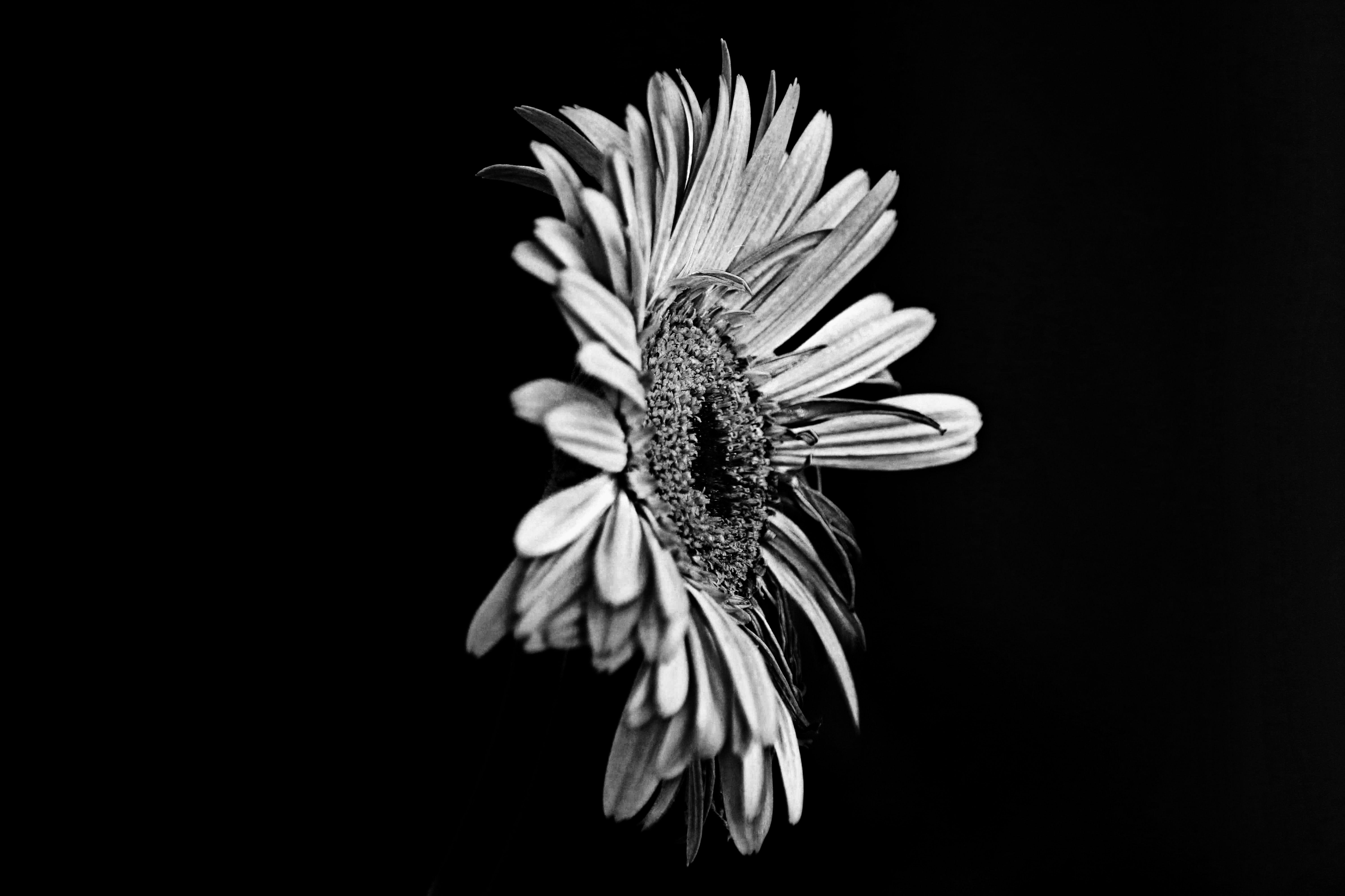 6000x4000 White Daisy Picture. Download Free Image