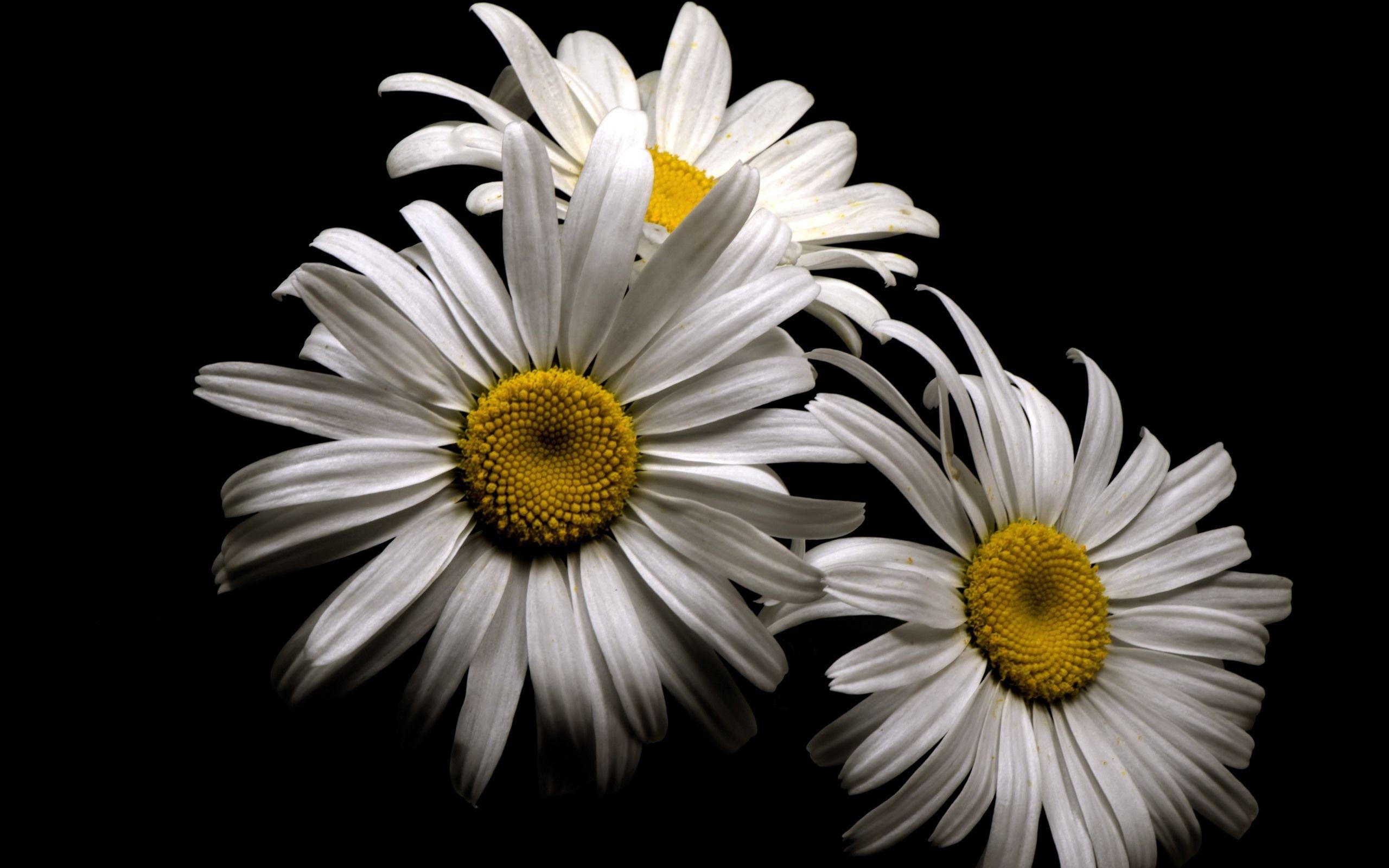 Black And White Daisy Wallpapers Top Free Black And White Daisy