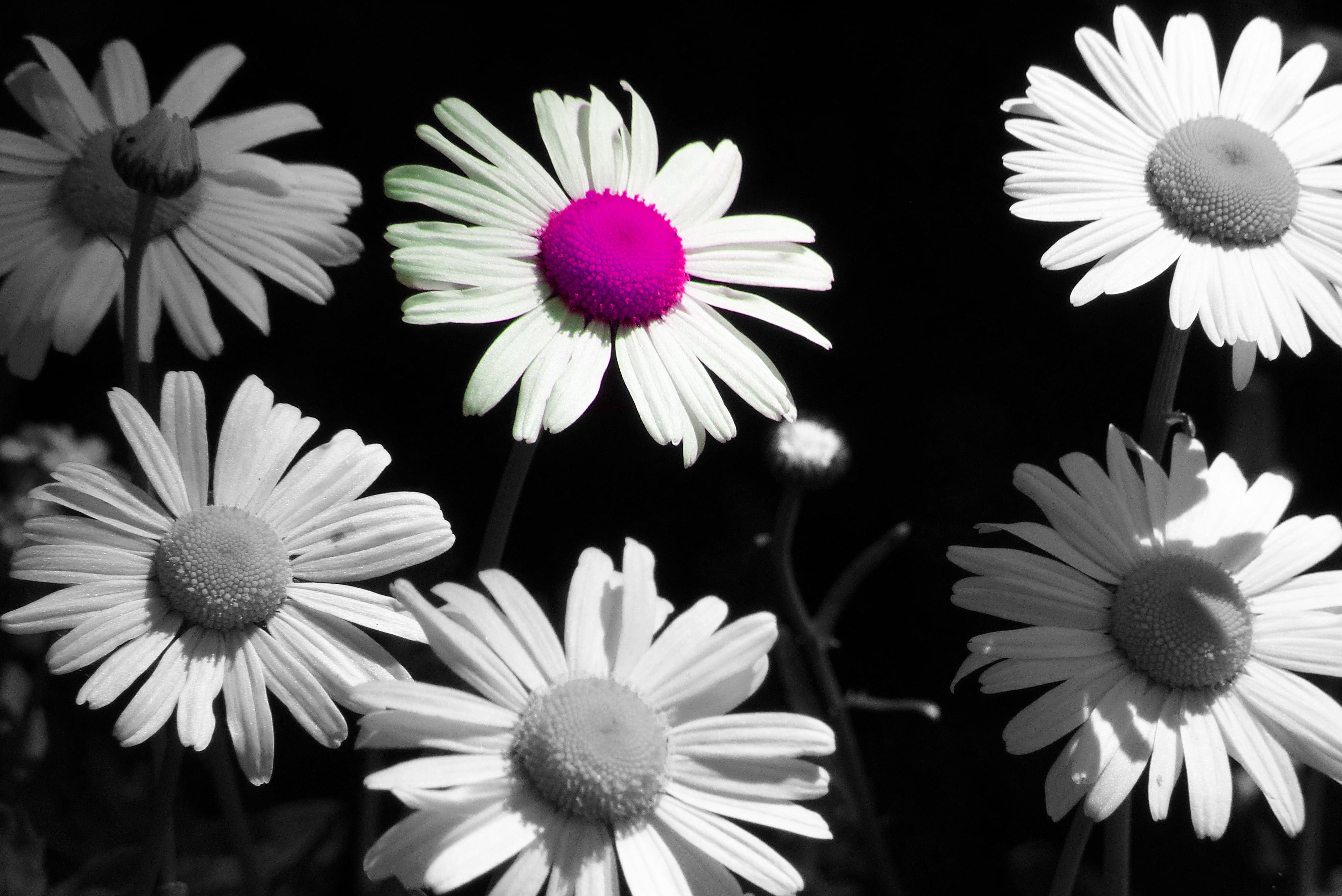 Black and White Daisy Wallpapers - Top Free Black and White Daisy