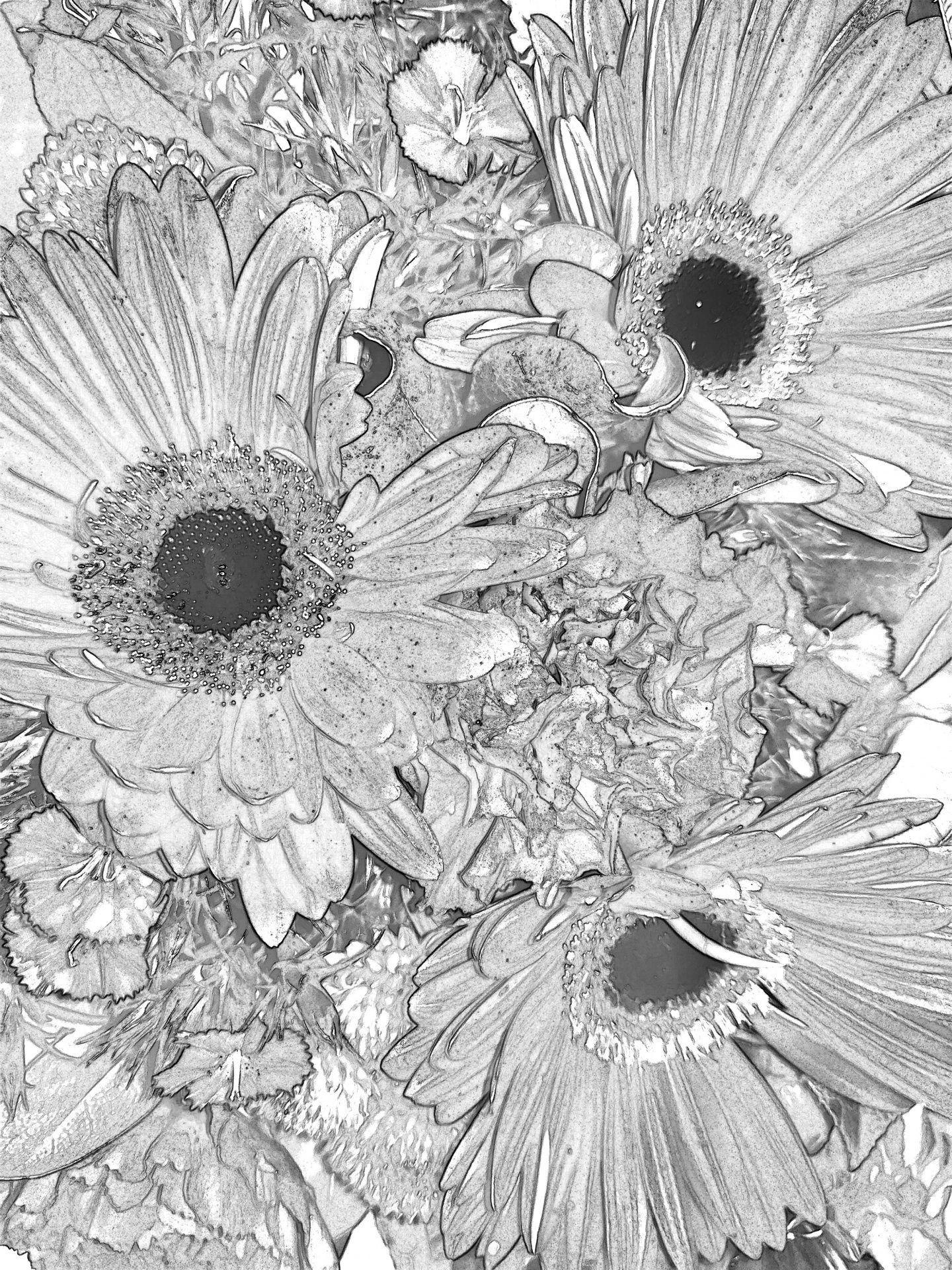 1440x1920 Background, wallpaper, flower, flowers, flora