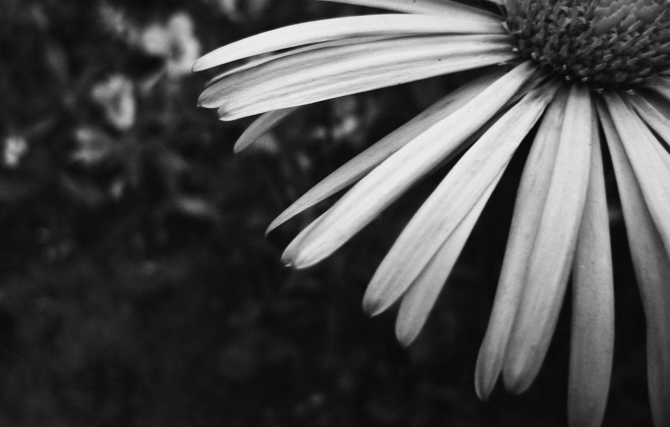 1332x850 Wallpaper Flower, Garden, Daisy, Belarus, Black and white
