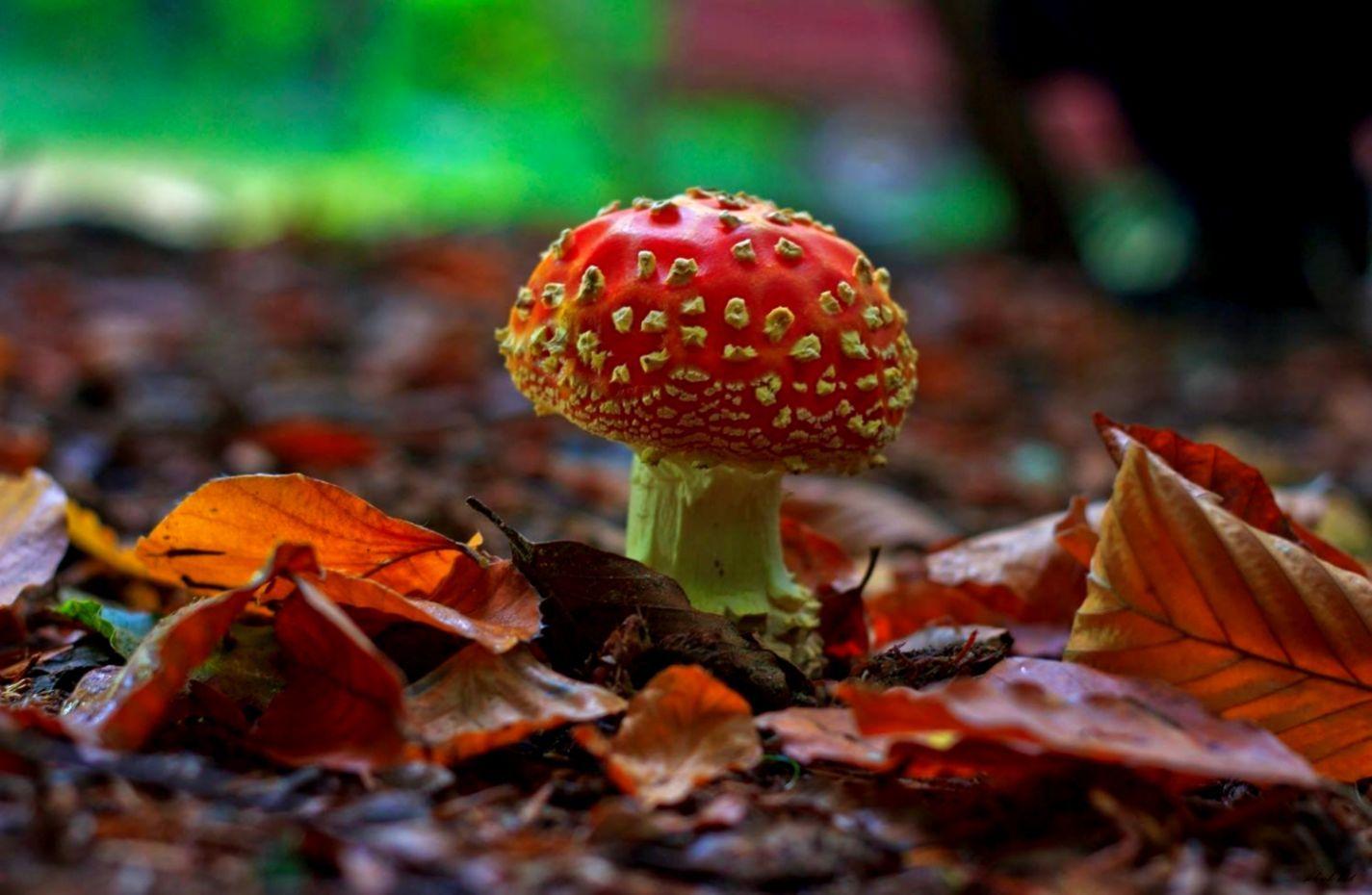 1425x930 Mushrooms Forest Nature HD Wallpaper