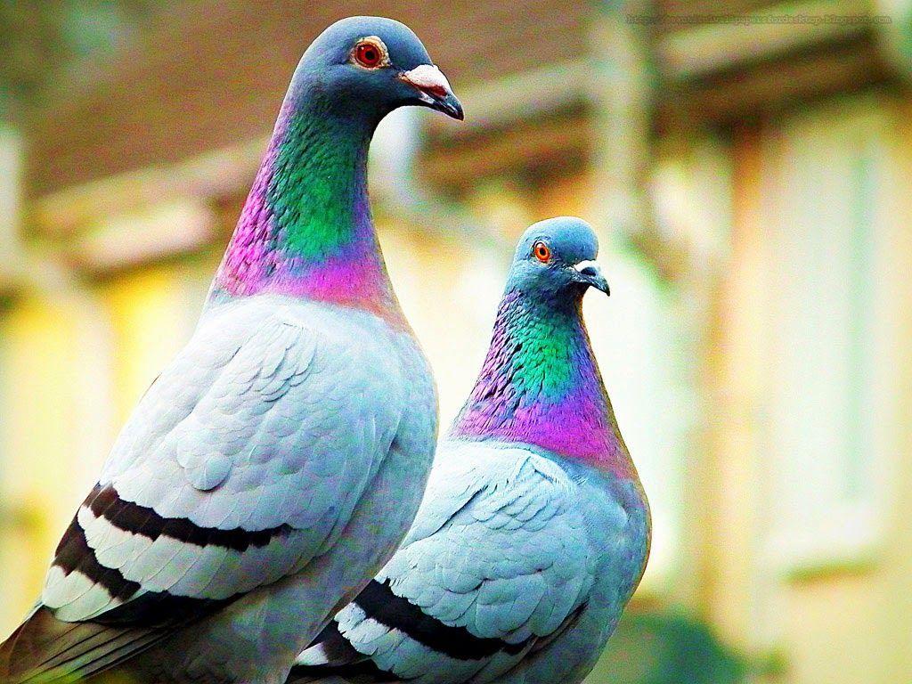 Pigeon images hd free download 1080p