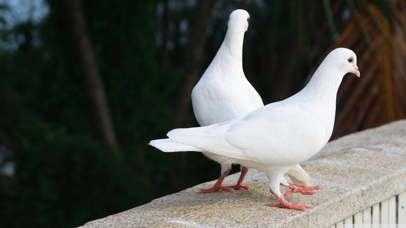 36000 White Pigeon Stock Photos Pictures  RoyaltyFree Images  iStock   White dove Peace Love