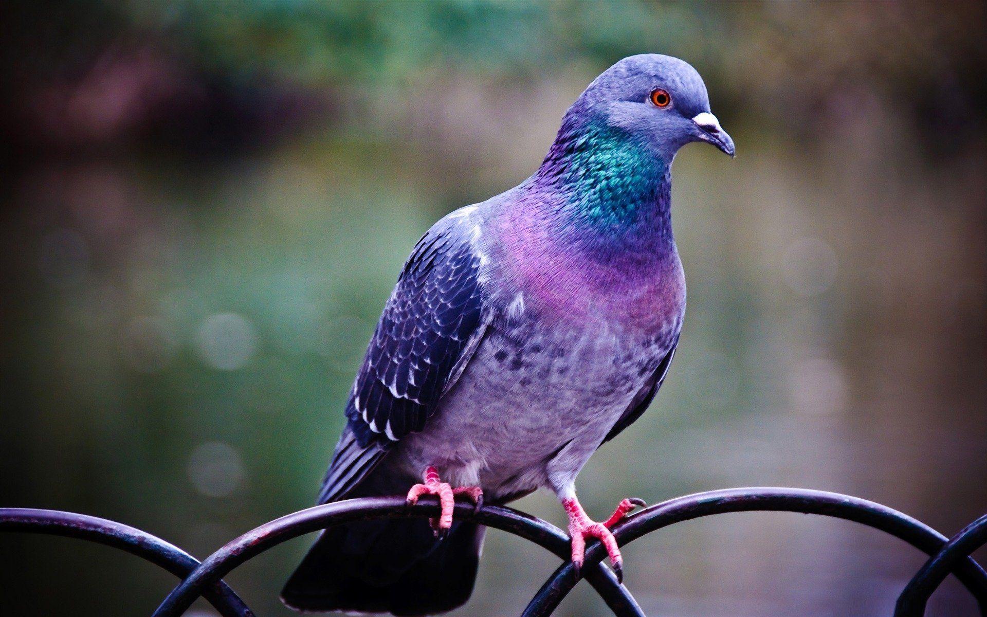1920x1200 Pigeon HD Wallpaper and Background Image