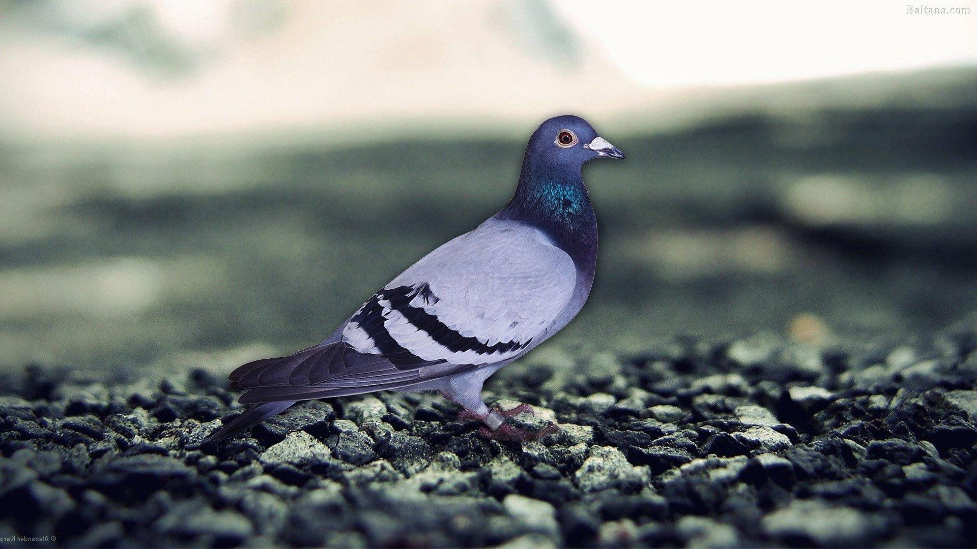 White Dove pigeon hogging 4K wallpaper download
