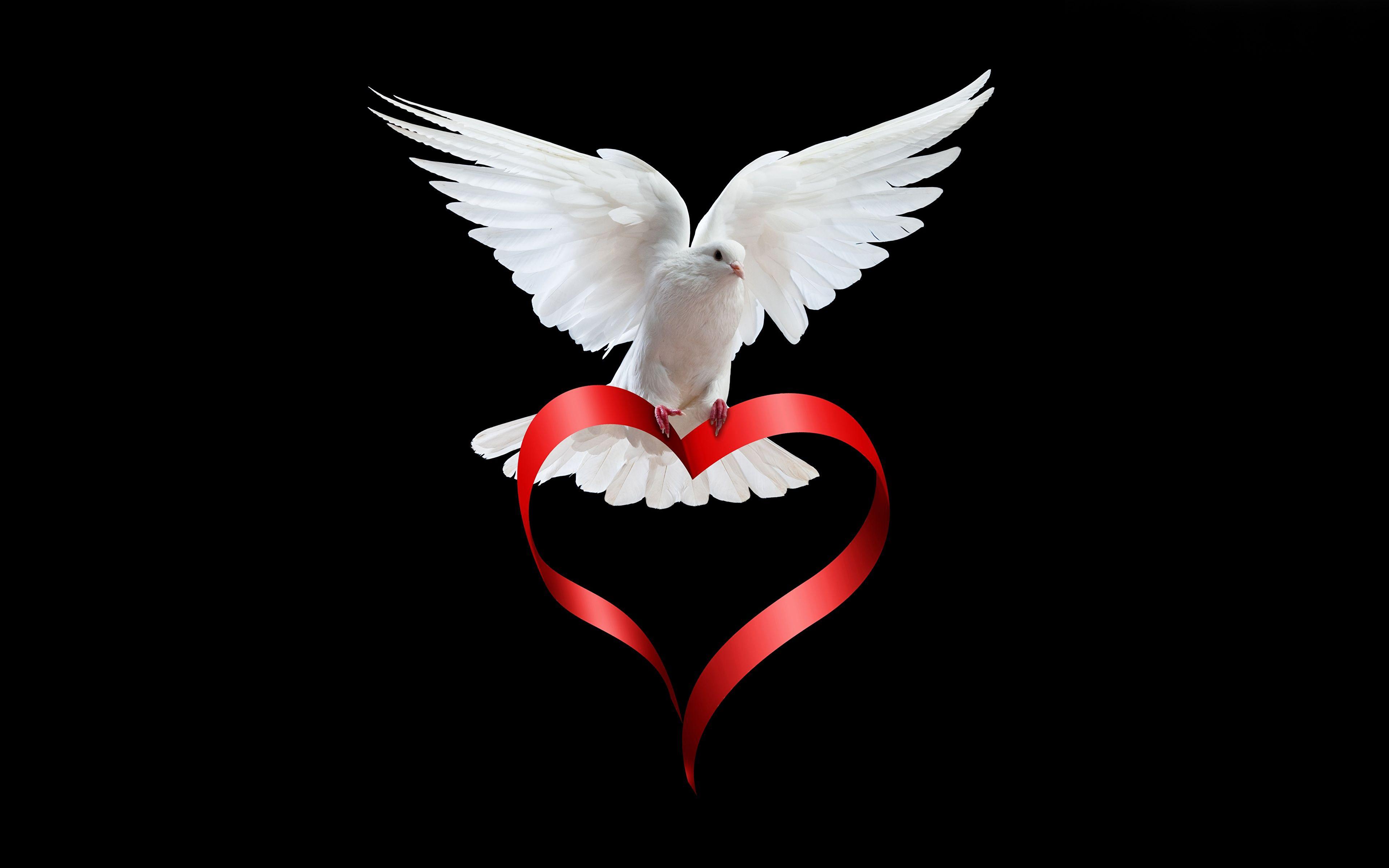 3840x2400 Wallpaper Birds Pigeons Heart White animal Black 3840x2400