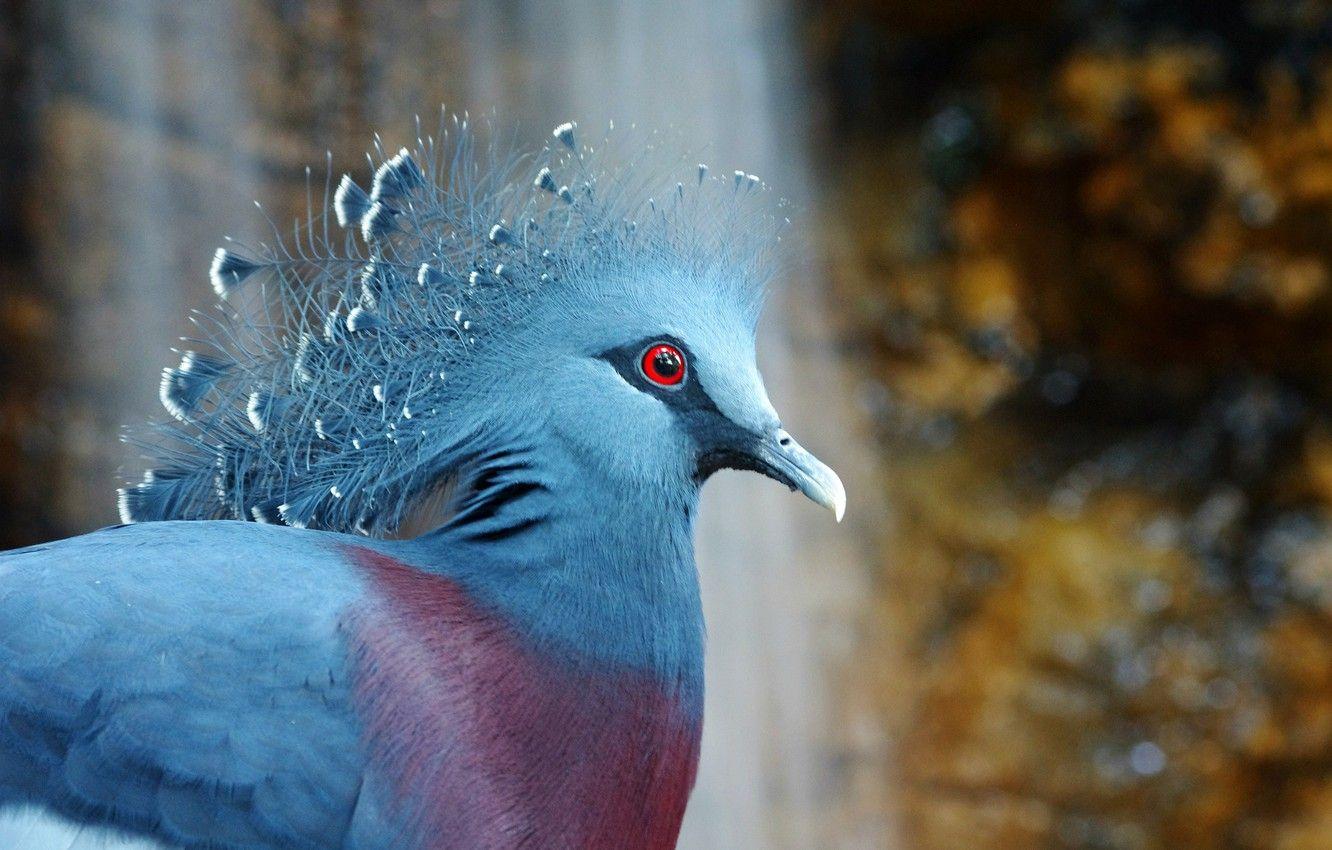 1332x850 Wallpaper bird, bird, crowned pigeon, Victoria Crowned