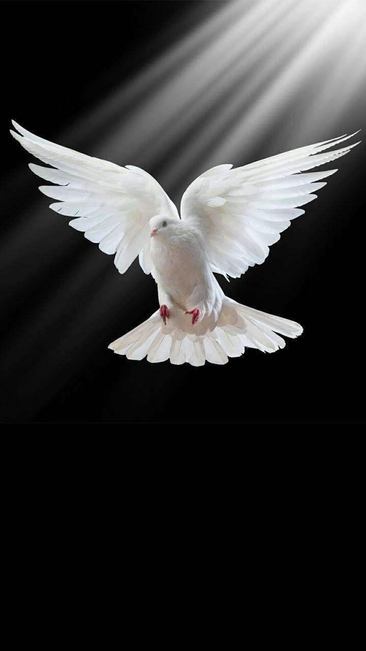 720x1280 White Pigeon wallpaper