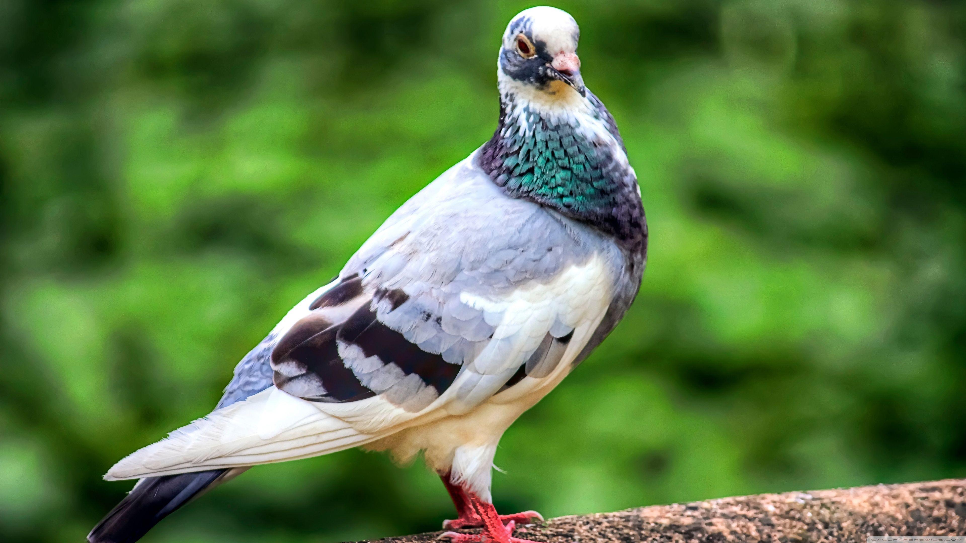 3840x2160 Pigeon Bird Ultra HD Desktop Background Wallpaper for 4K UHD