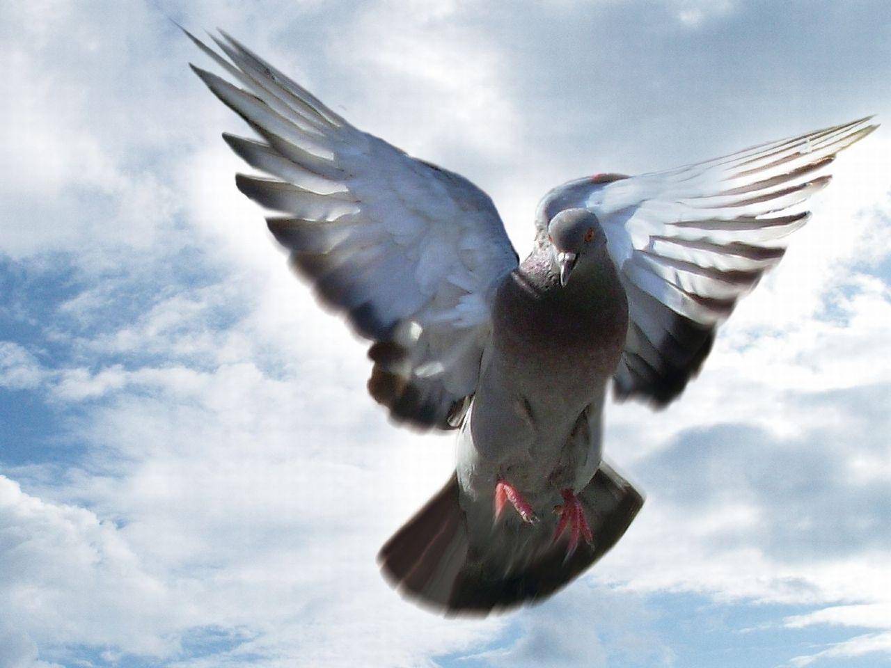 Pigeon Wallpapers - Top Free Pigeon Backgrounds - WallpaperAccess