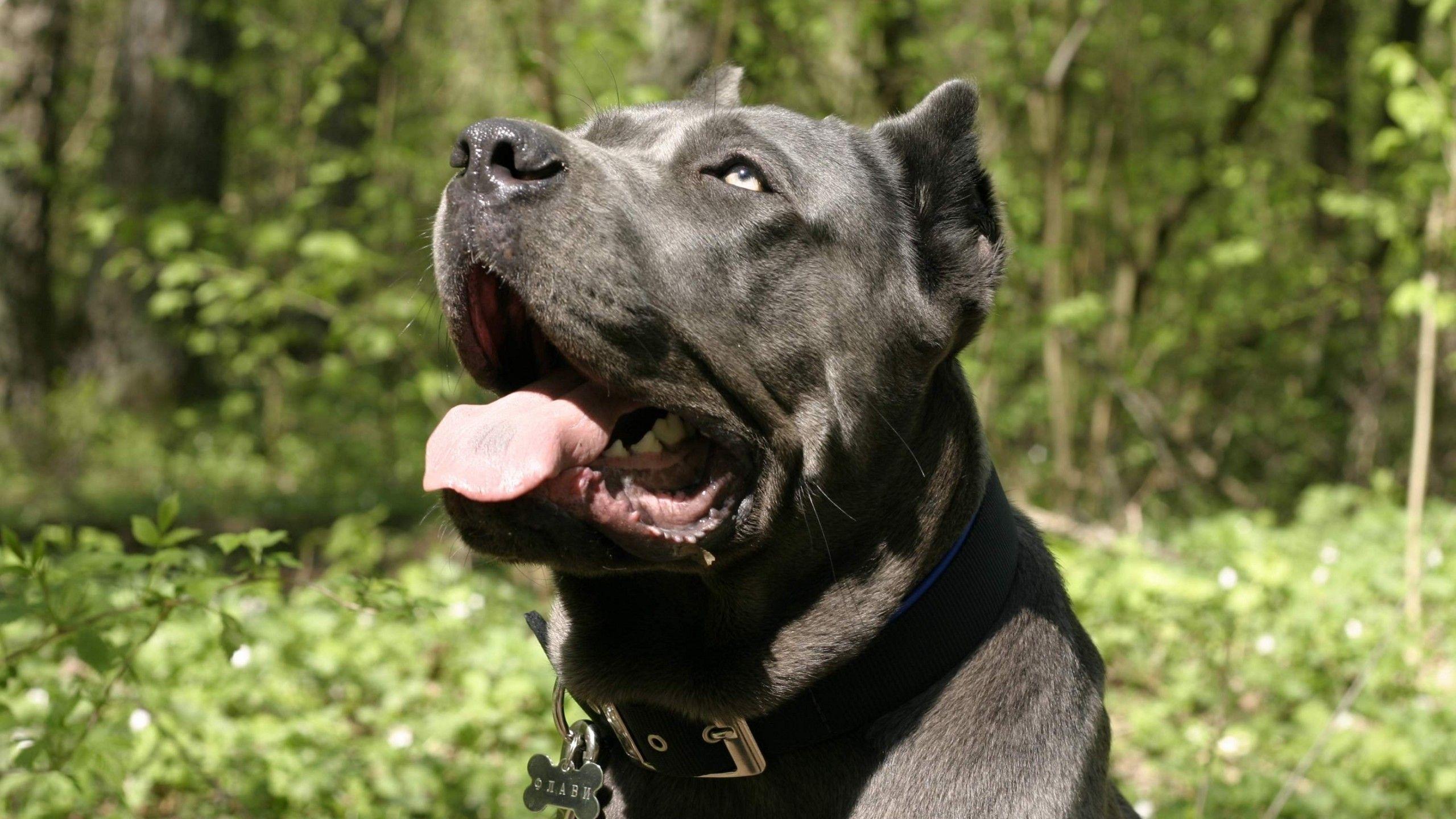 2560x1440 Cane Corso HD Wallpaper