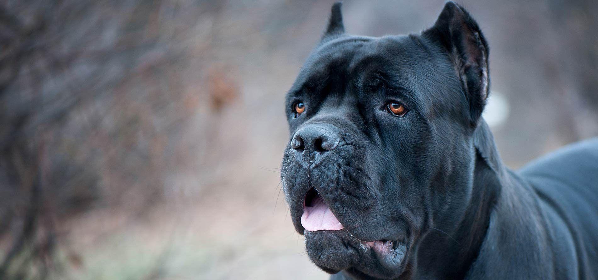 Cane Corso Wallpapers - Top Free Cane Corso Backgrounds - WallpaperAccess