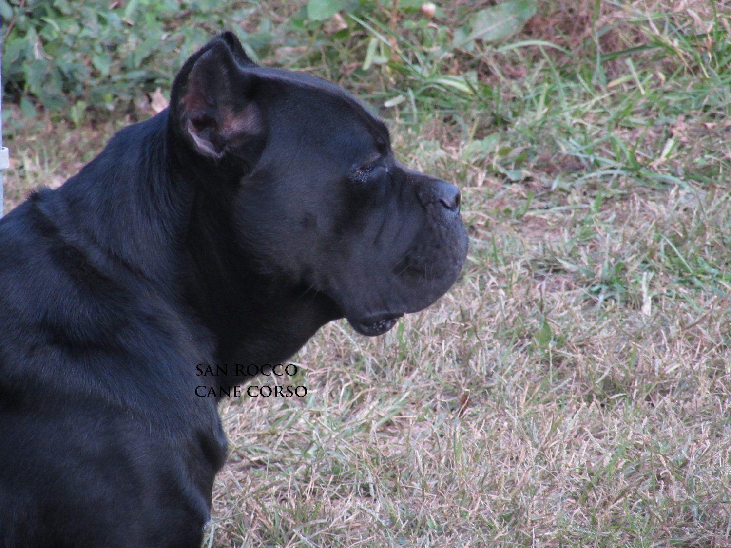1500x1125 Cane Corso Wallpaper, Animal, Hq Cane Corso Picture Wallpaper & Background Download