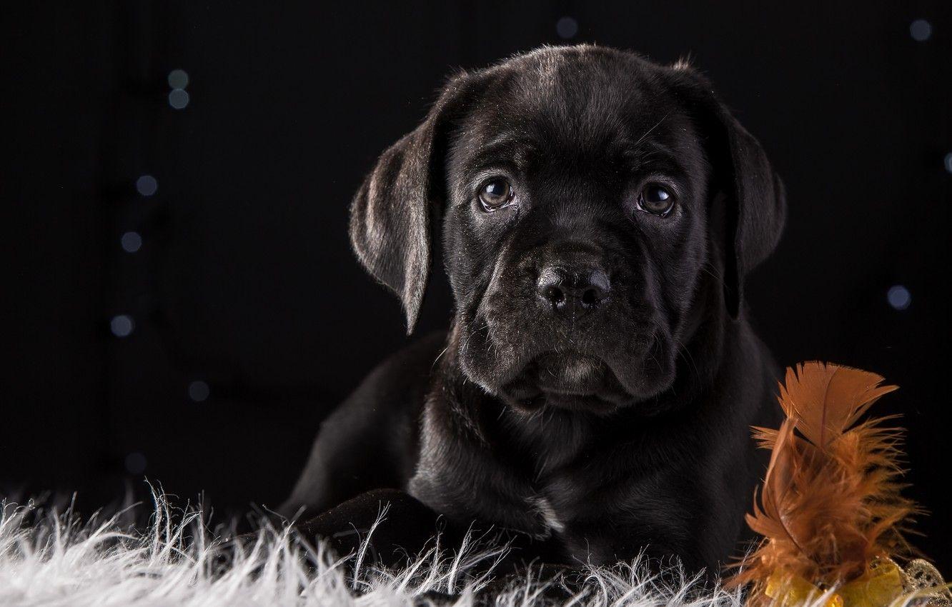 1332x850 Wallpaper pen, black, puppy, breed, cane Corso image