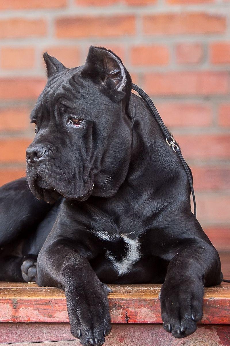 800x1200 Download wallpaper 800x1200 cane corso, dog, look iphone 4s