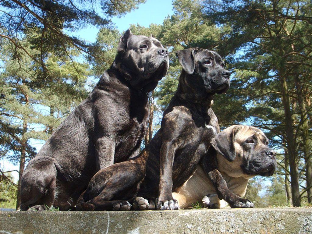1024x768 Cane Corso Wallpaper. Fun Animals Wiki, Videos, Picture