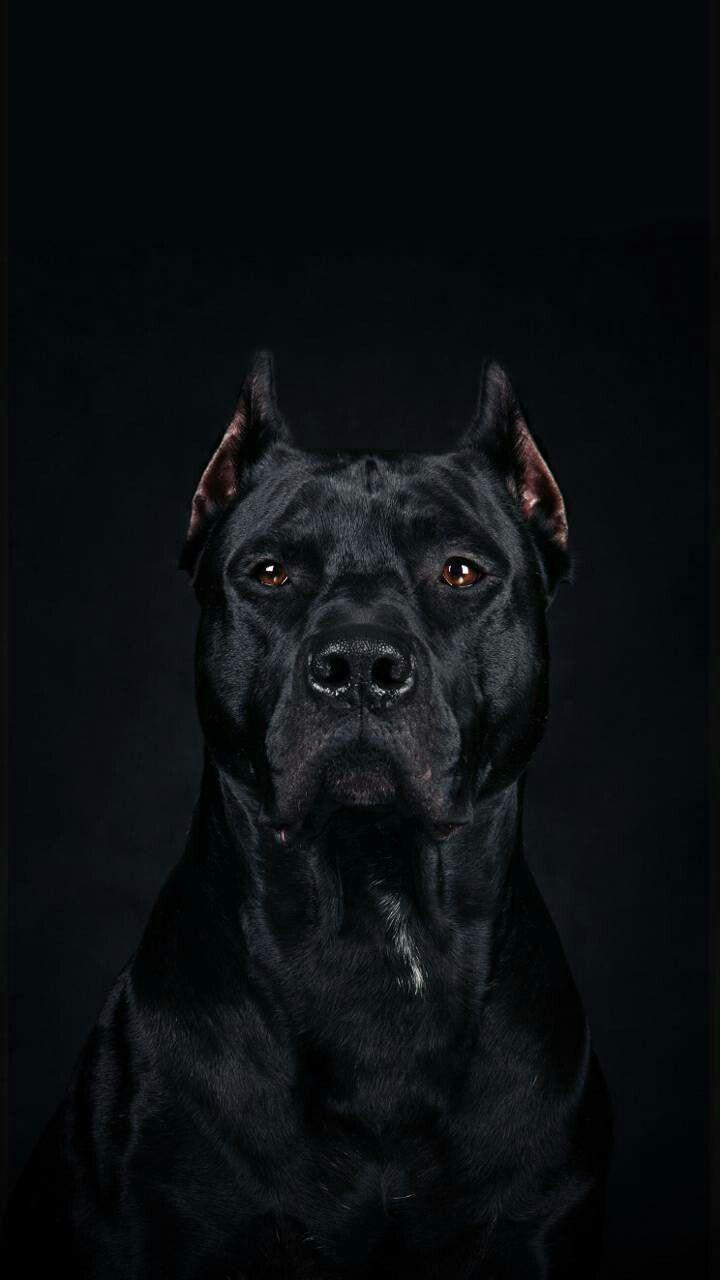 Cane Corso Wallpapers - Top Free Cane Corso Backgrounds - WallpaperAccess