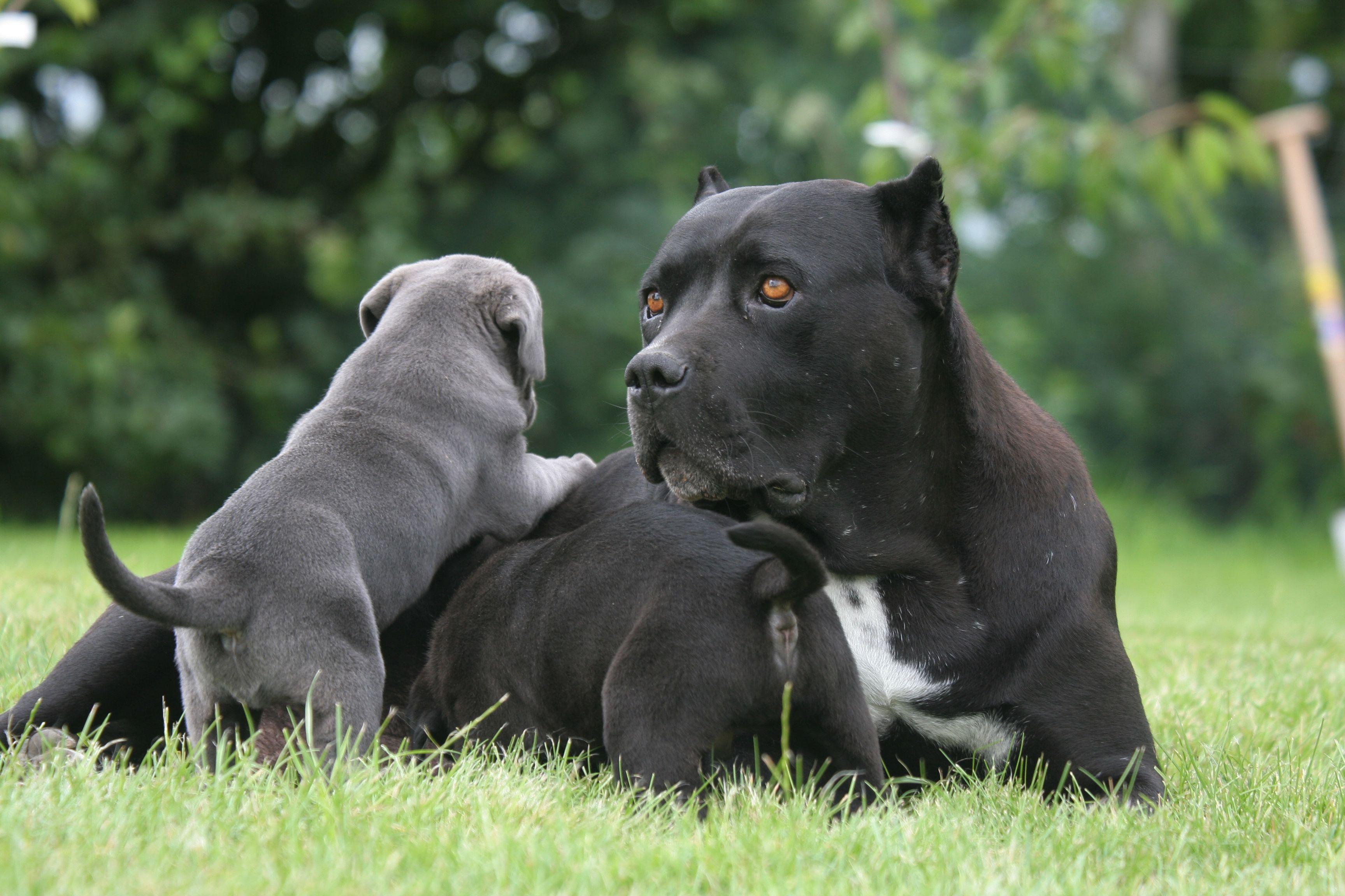 3456x2304 Cane Corso Wallpaper Background
