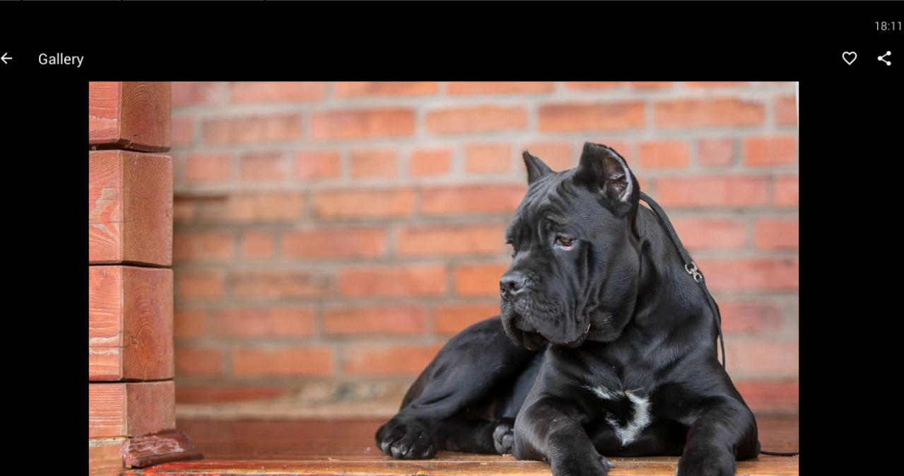 1279x673 Cane Corso Wallpaper HD for Android