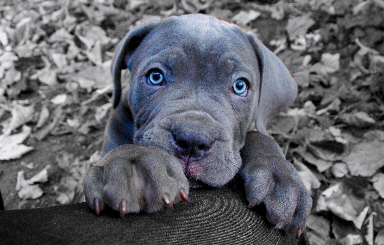 1332x850 Wallpaper look, face, dog, paws, puppy, blue eyes, Cane