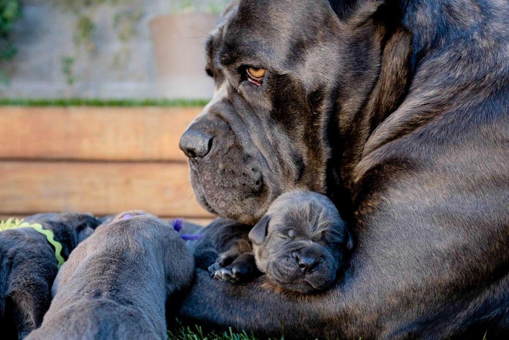 1619x1080 Cane Corso Wallpaper 9 X 1080. Imgnooz.com. Cane