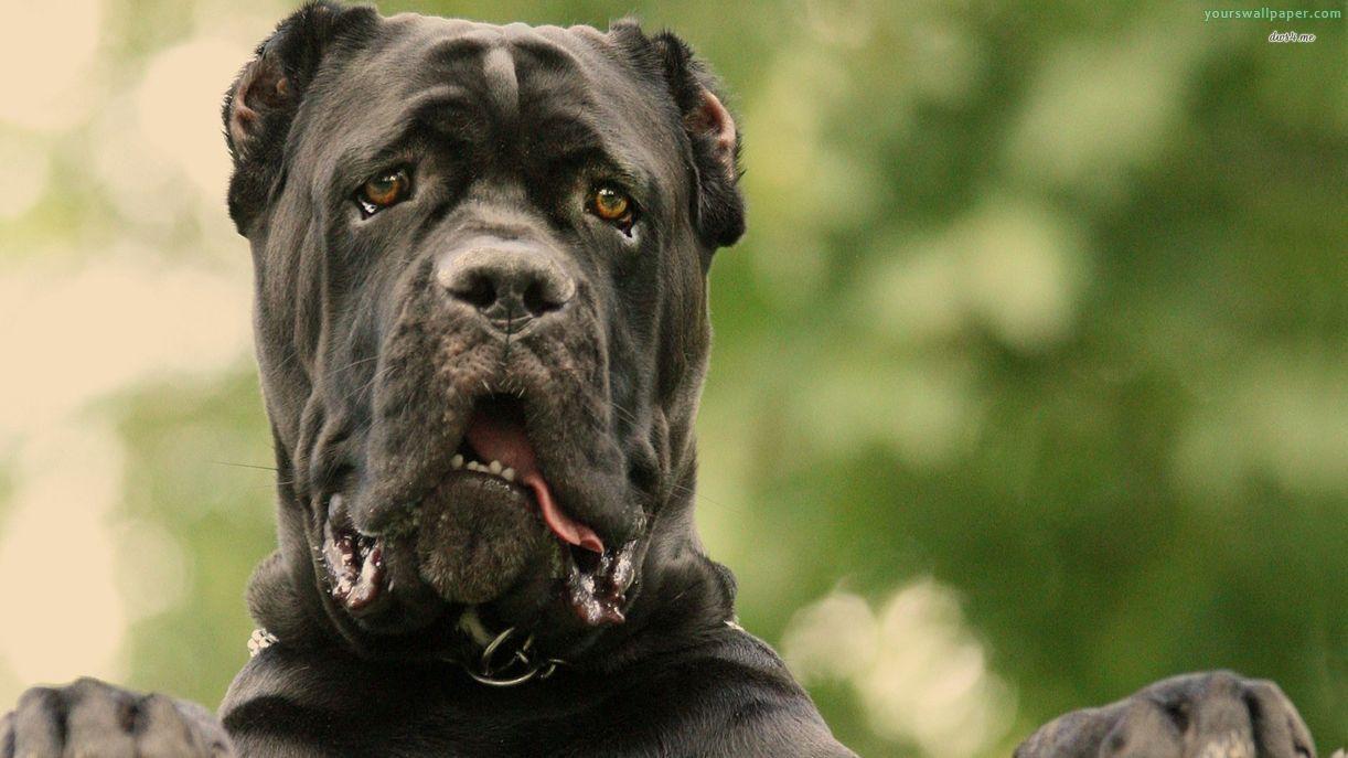 Cane Corso Wallpapers - Top Free Cane Corso Backgrounds - WallpaperAccess