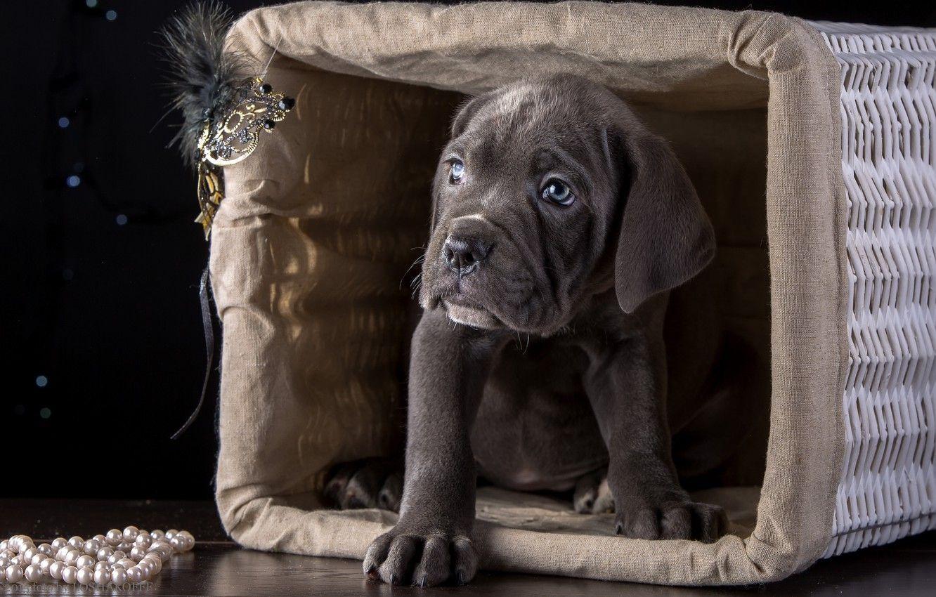 1332x850 Wallpaper basket, puppy, breed, cane Corso image