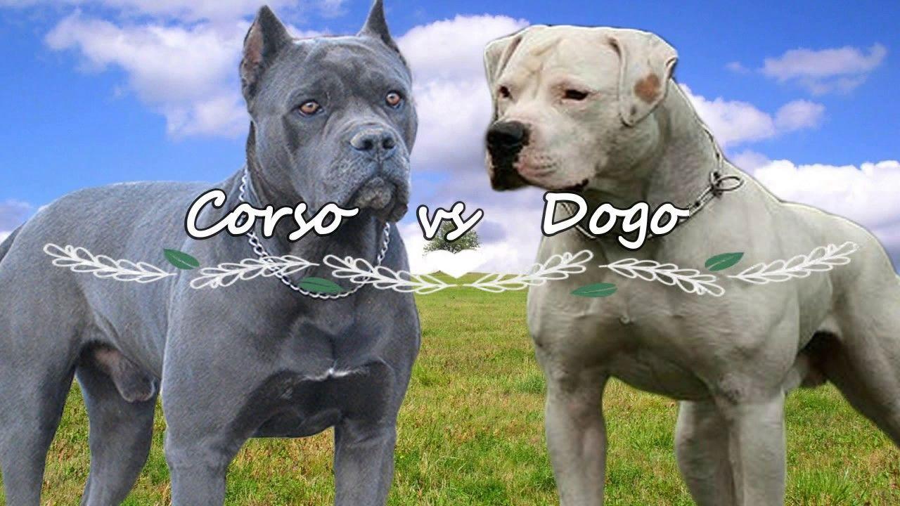 1280x720 Dogo Argentino Cane Corso 15 Free Online Puzzle On