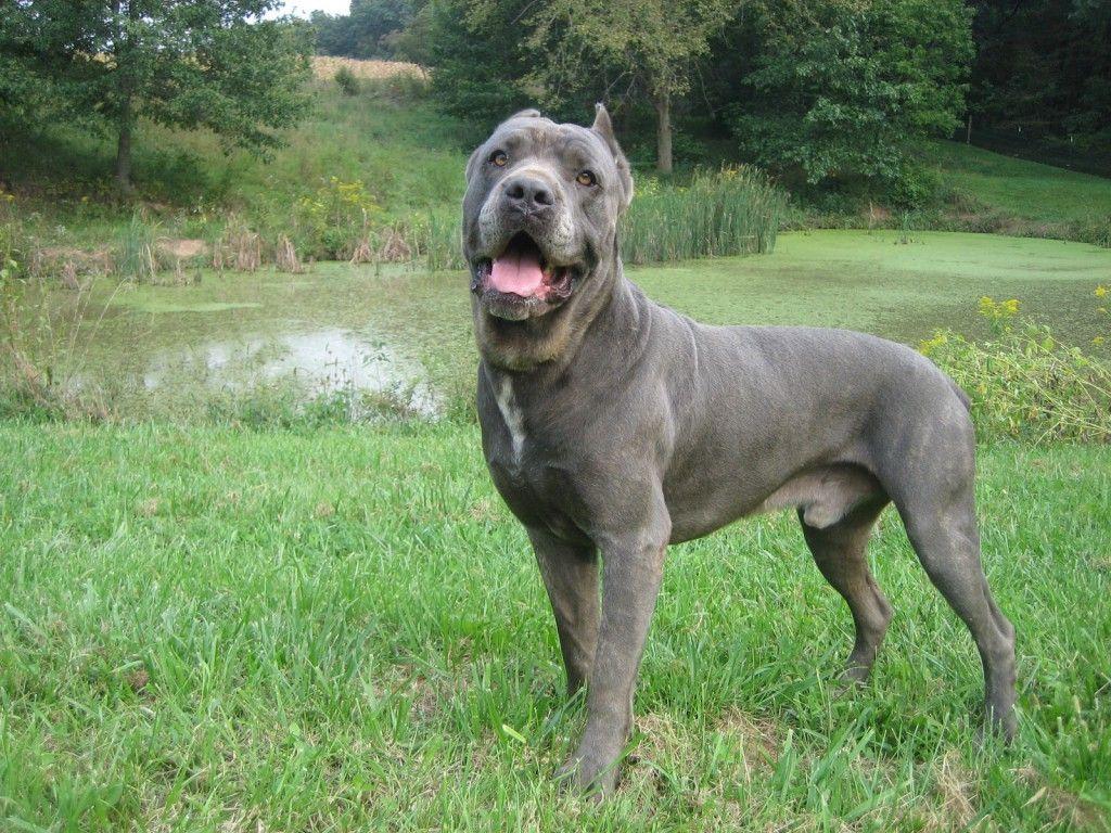 1024x768 cane corso. cane corso puppies review and wallpaper cane