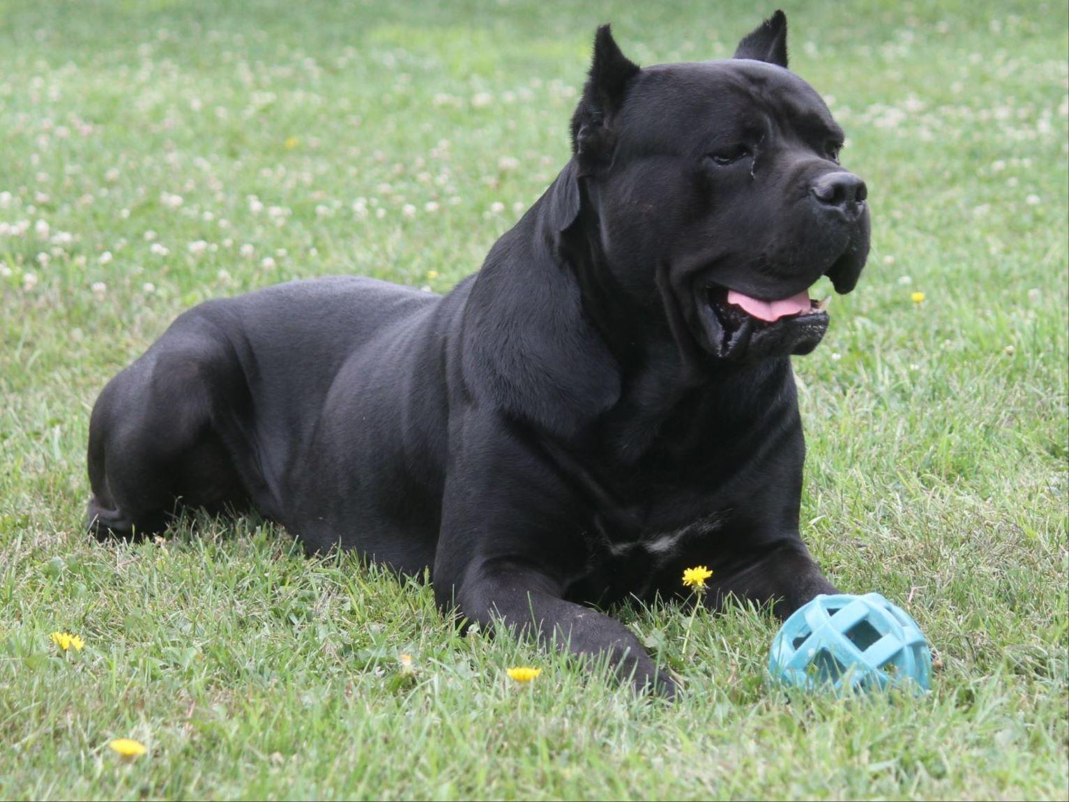 Cane Corso Wallpapers - Top Free Cane Corso Backgrounds - WallpaperAccess