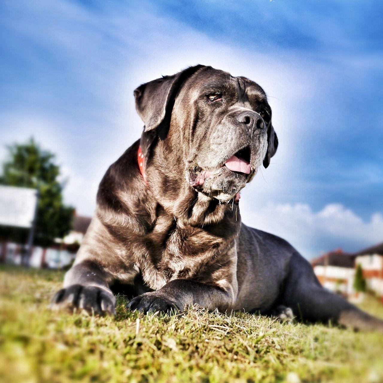 Cane Corso Wallpapers - Top Free Cane Corso Backgrounds - WallpaperAccess