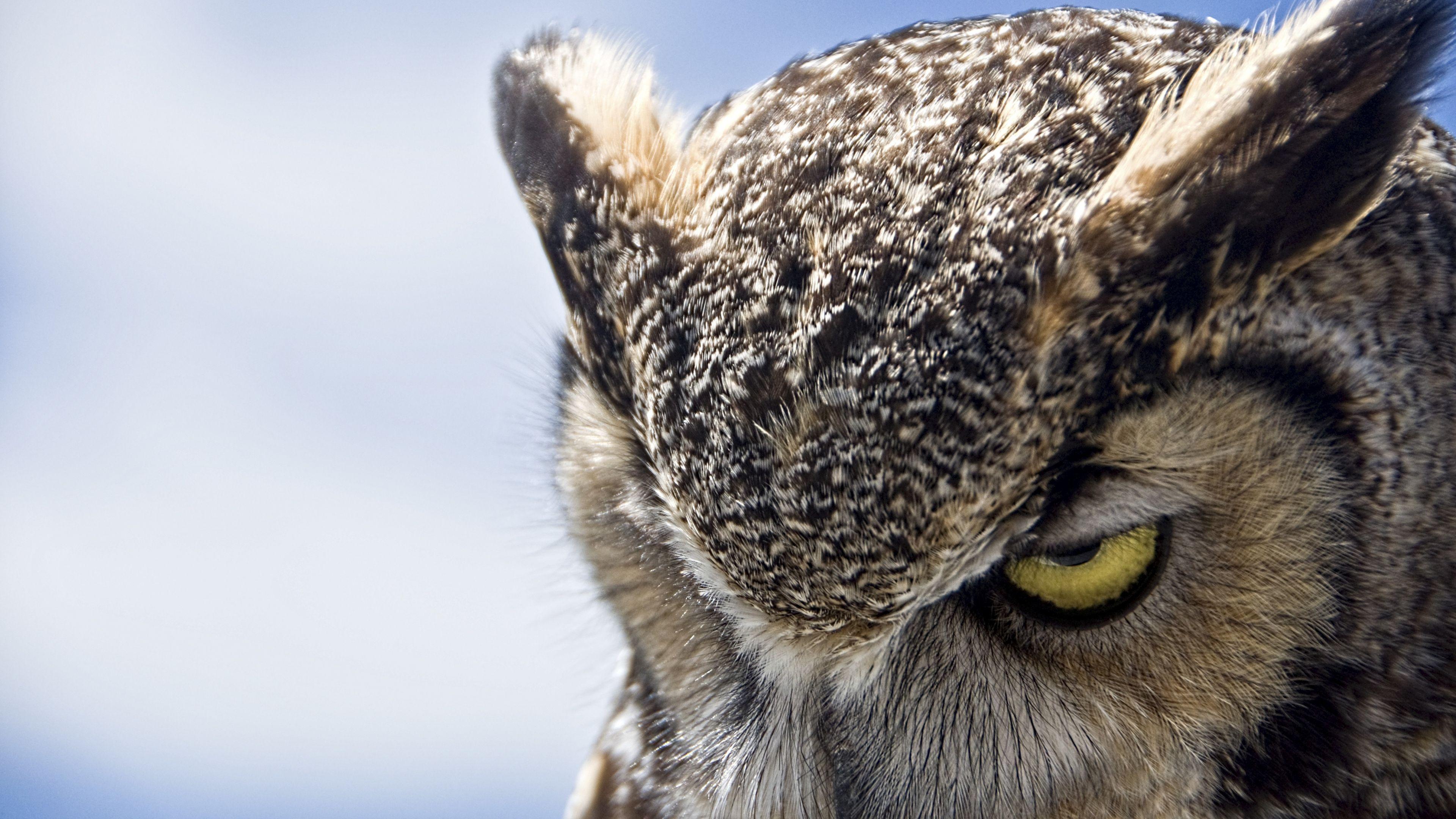 3840x2160 Wallpaper Animal Wallpaper Owls, HD Wallpaper