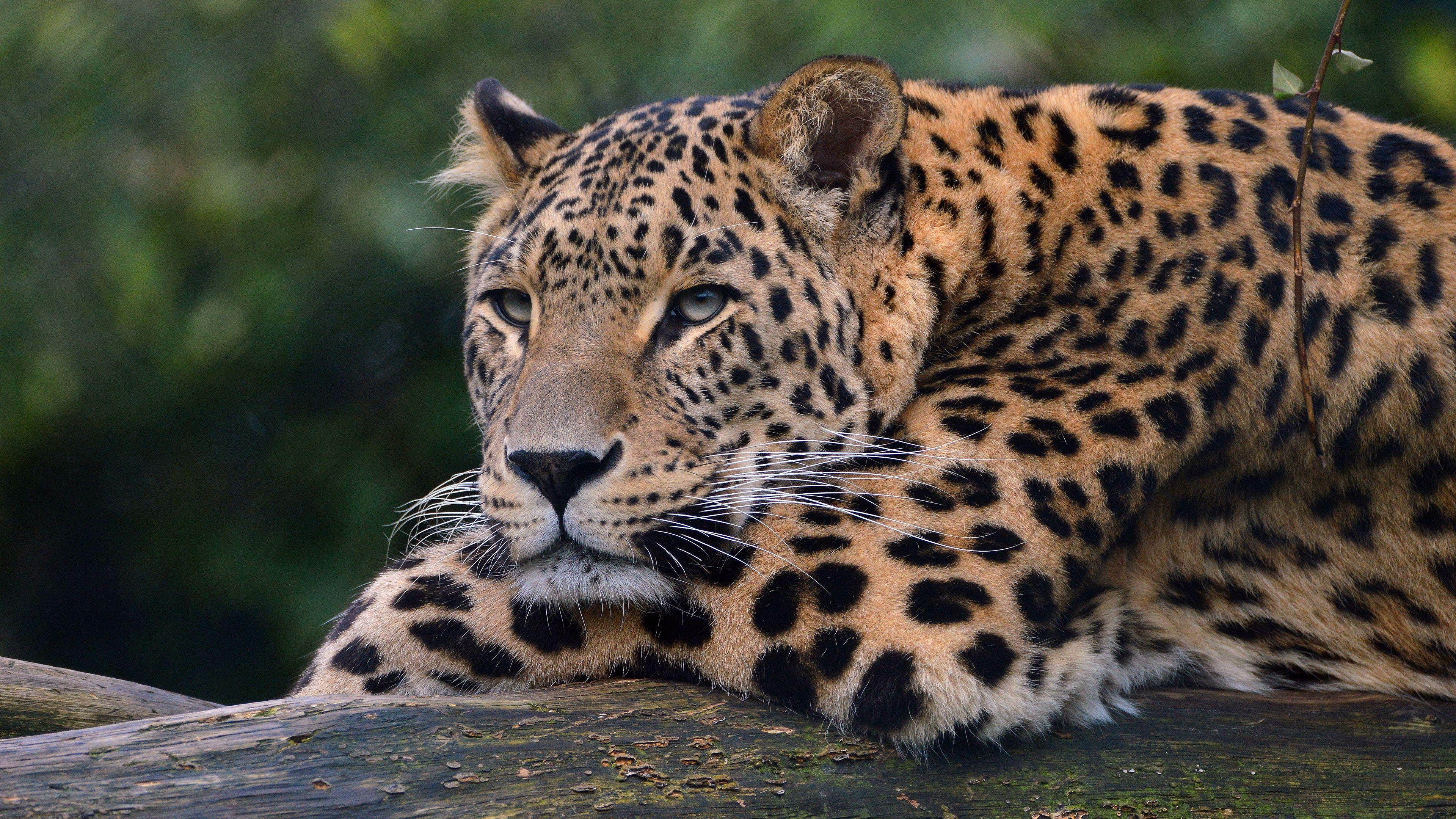 3840x2160 Leopard 4k Ultra HD Wallpaper. Background Imagex2160