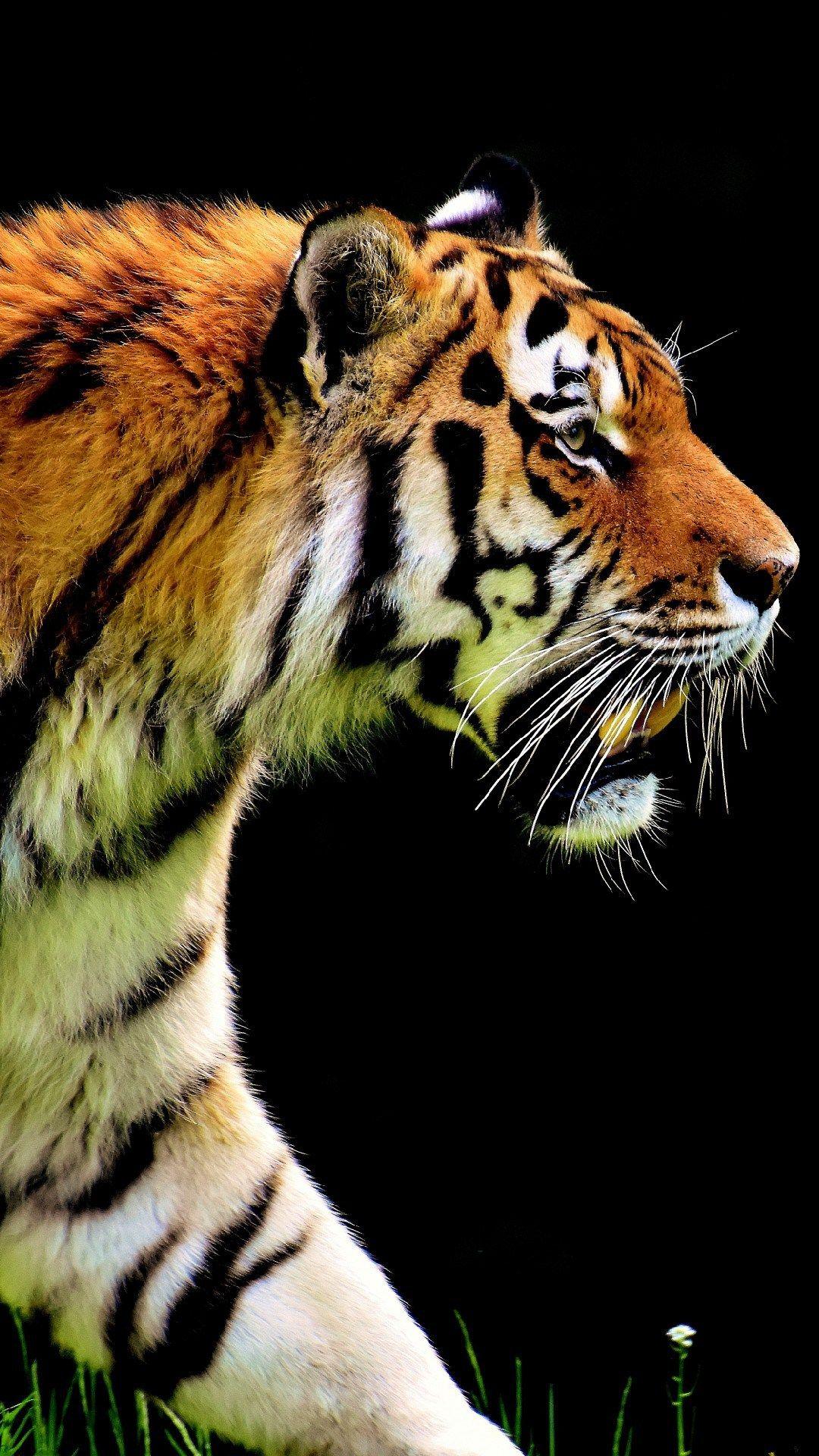 Animal iPhone Wallpapers Top Free Animal iPhone Backgrounds