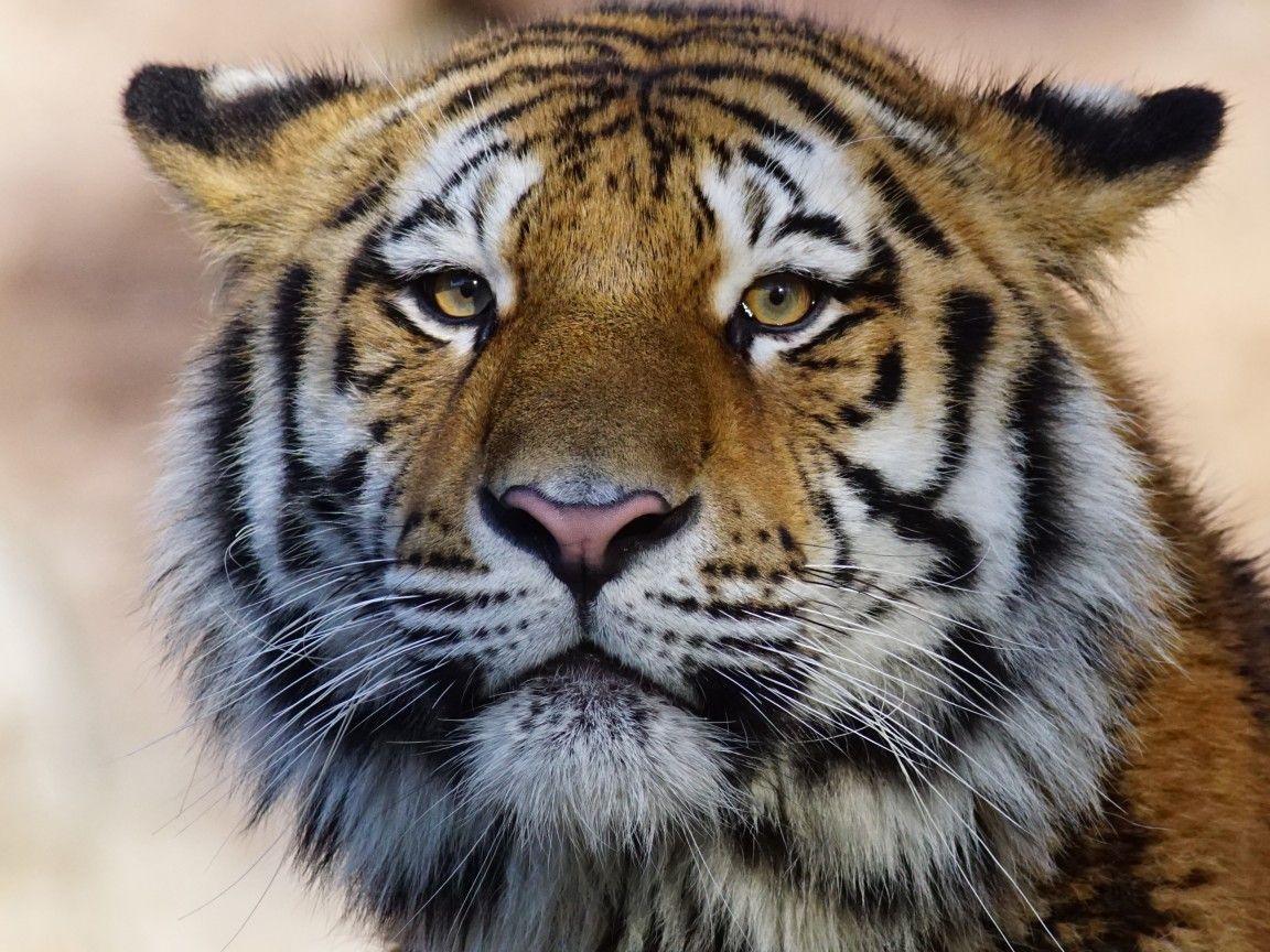 1152x864 Tiger Wild Animal 4k 1152x864 Resolution HD 4k