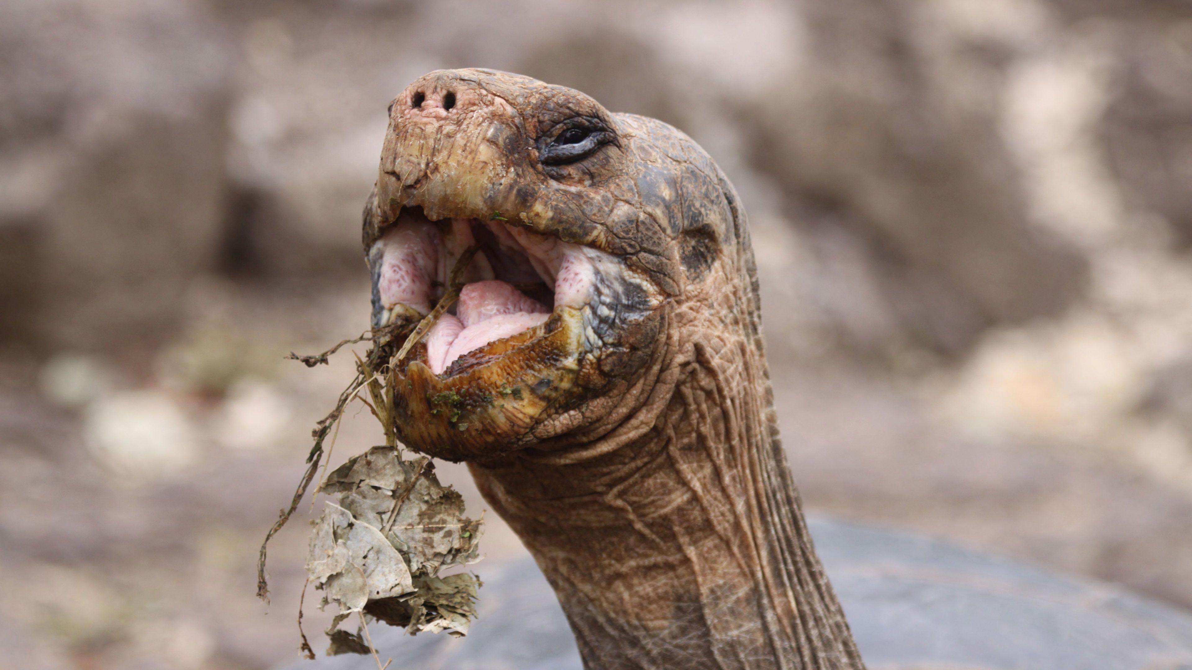 3840x2160 Tortoise eating leaves 4k animal desktop wallpaper 26358