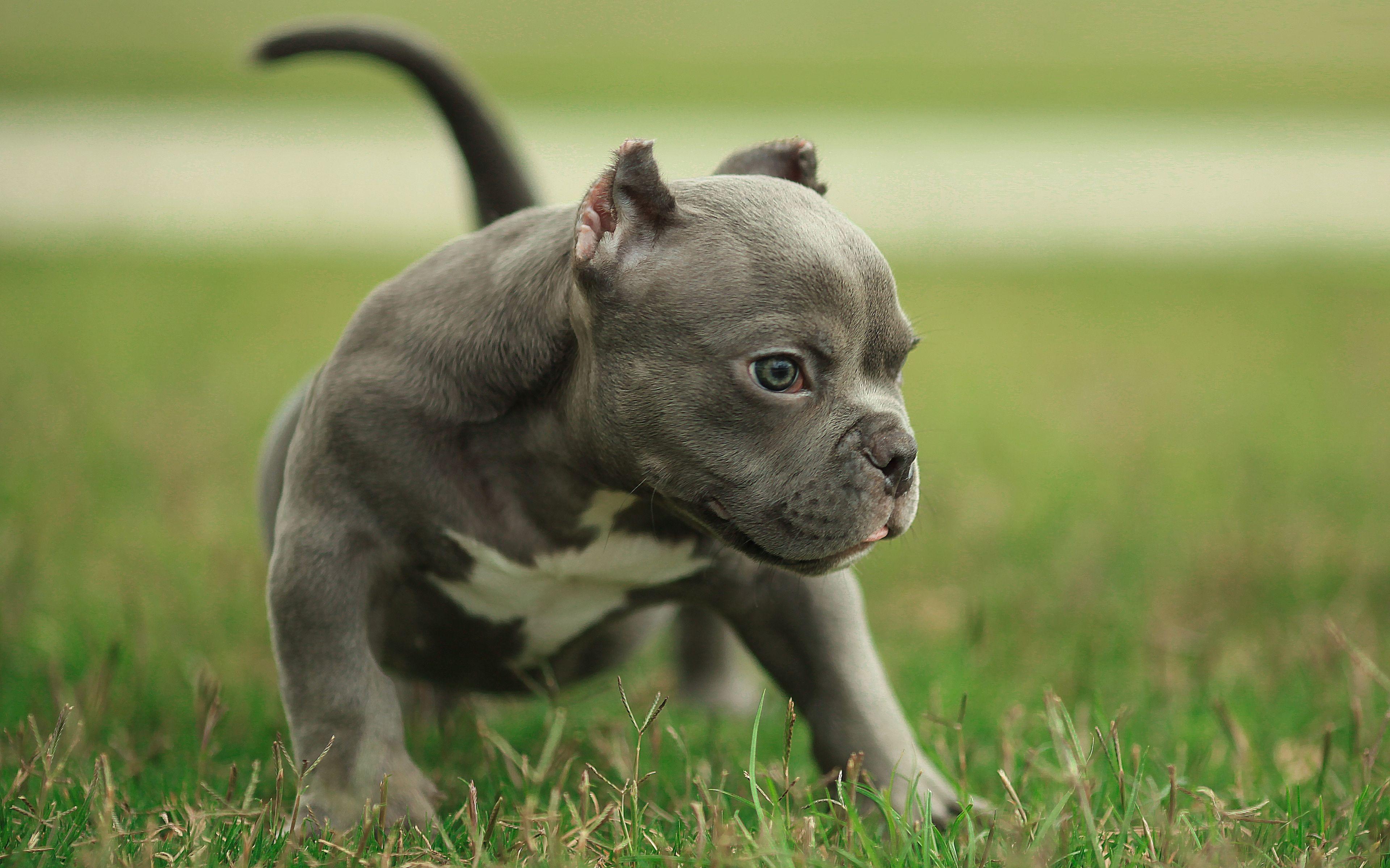 3840x2400 Download 3840x2400 wallpaper pit bull, dog, play, animal, 4k