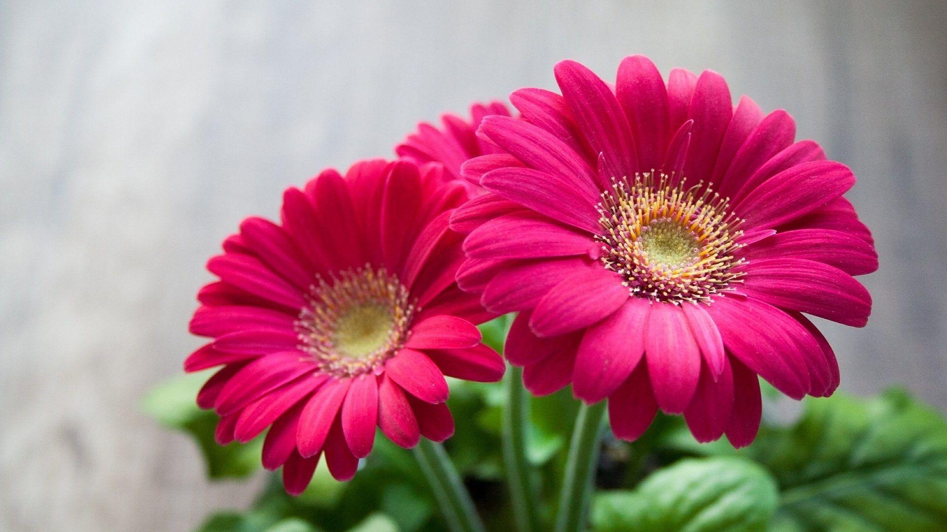 1920x1080 Wallpaper HD Nature Flower HD Desktop Background HD