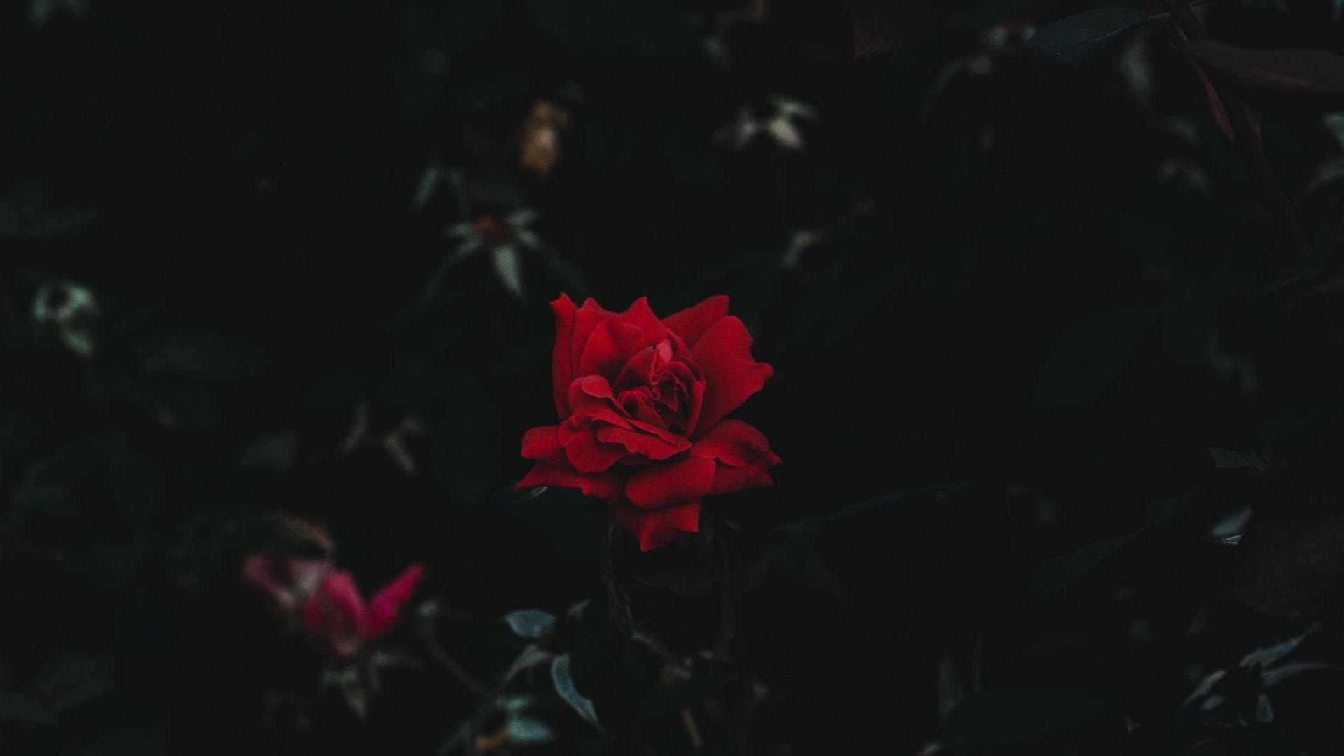 1920x1080 Download wallpaper 1920x1080 rose, bud, flower, dark