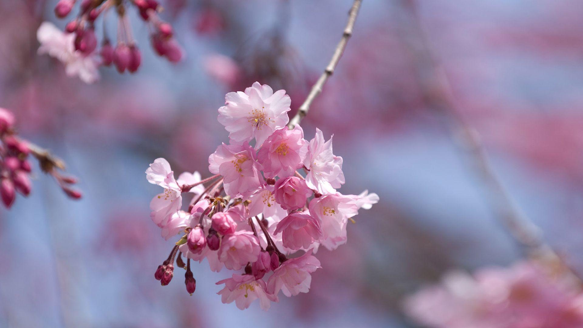1920x1080 Full HD Flower Wallpaper