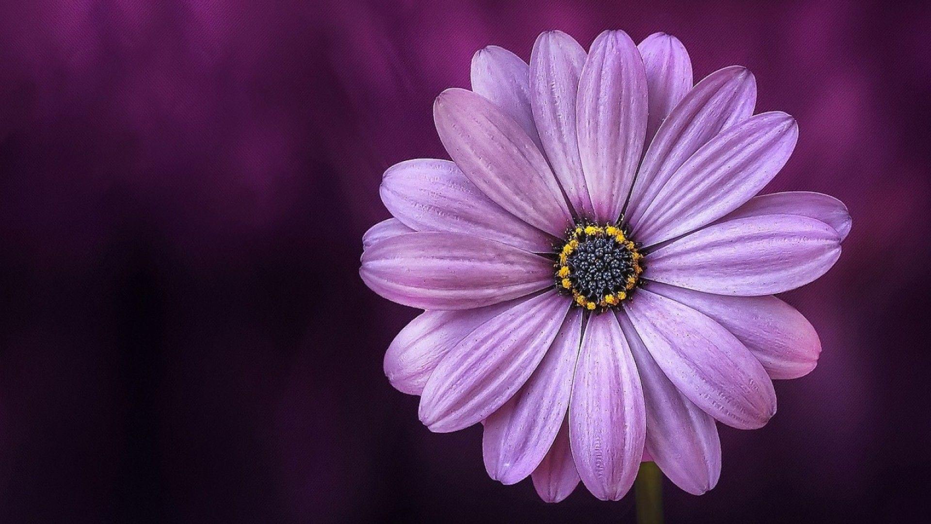 1920x1080 Purple Daisy Flower Laptop Full HD 1080P HD 4k