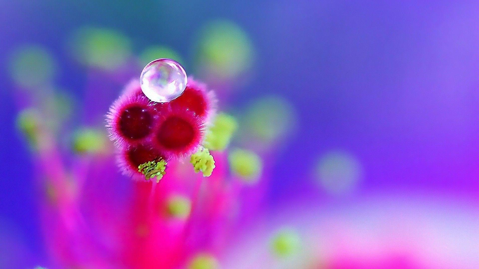 1920x1080 Lencir Kuning: 25 Lovely Free Download Full HD Flower