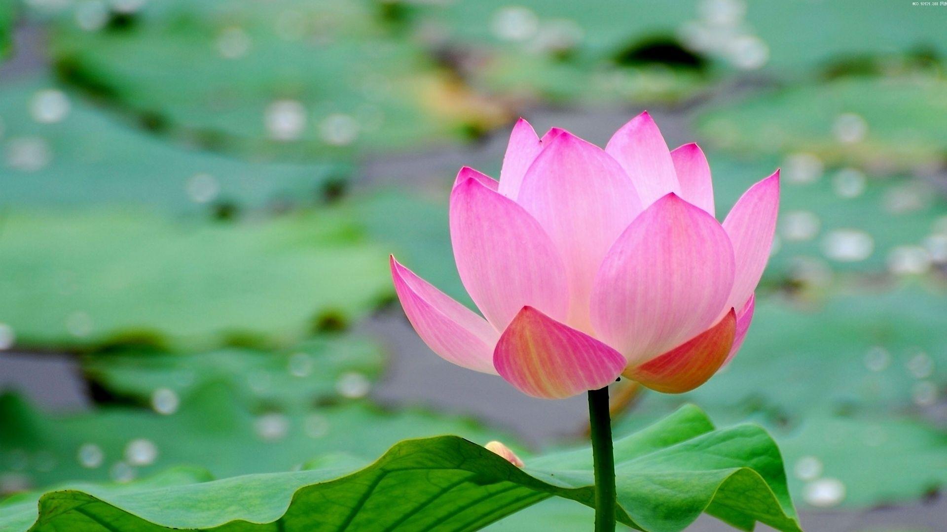 1920x1080 Download Free Lotus Wallpaper