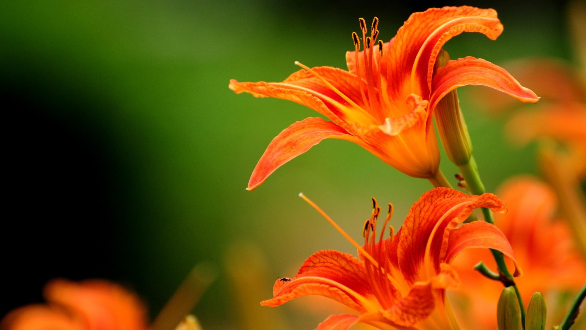 1920x1080 Photo Collection 1920 X 1080 Wallpaper Flowers Real