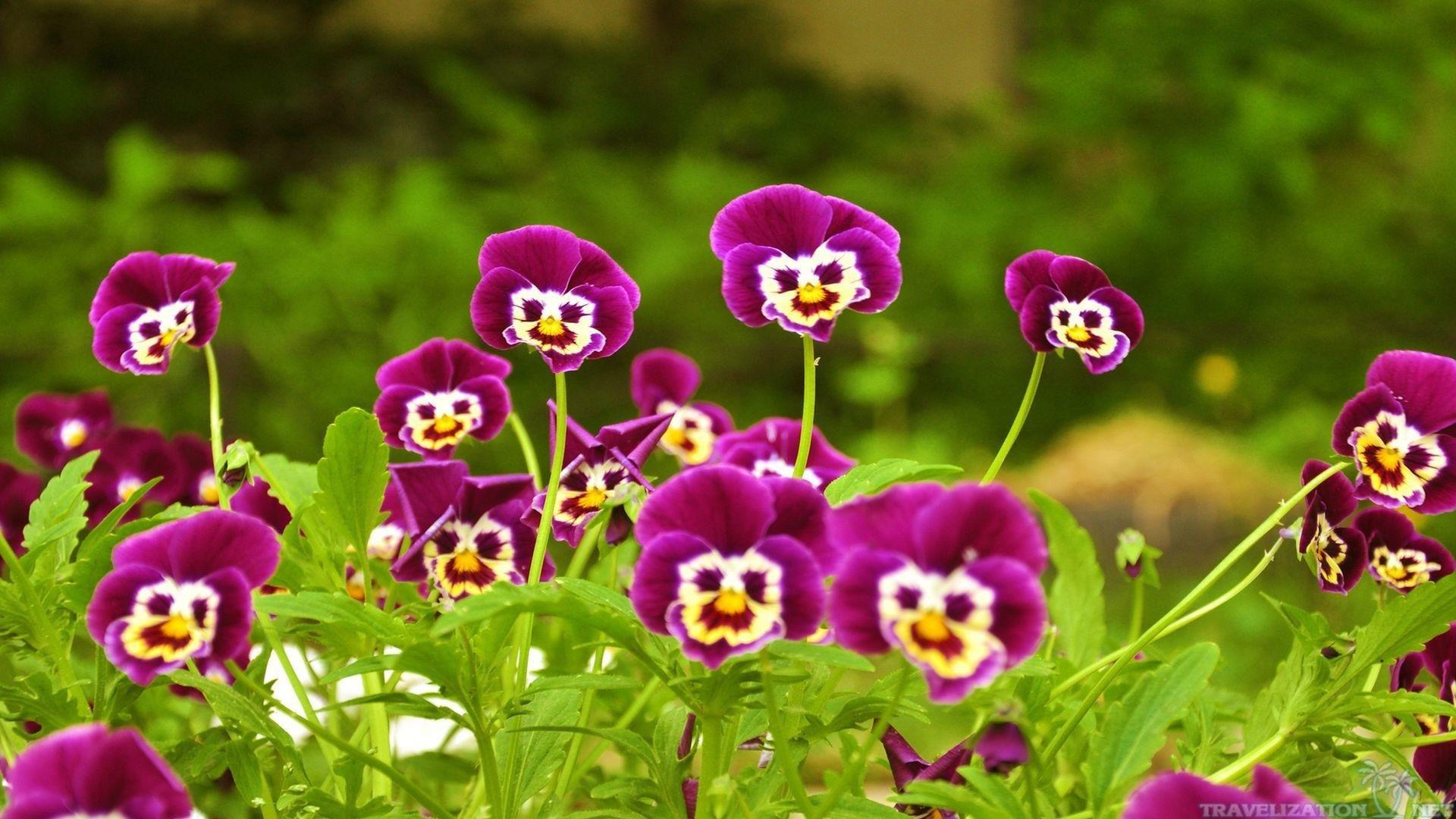 1920x1080 Most Beautiful Flowers Wallpaper Beautiful Flower HD