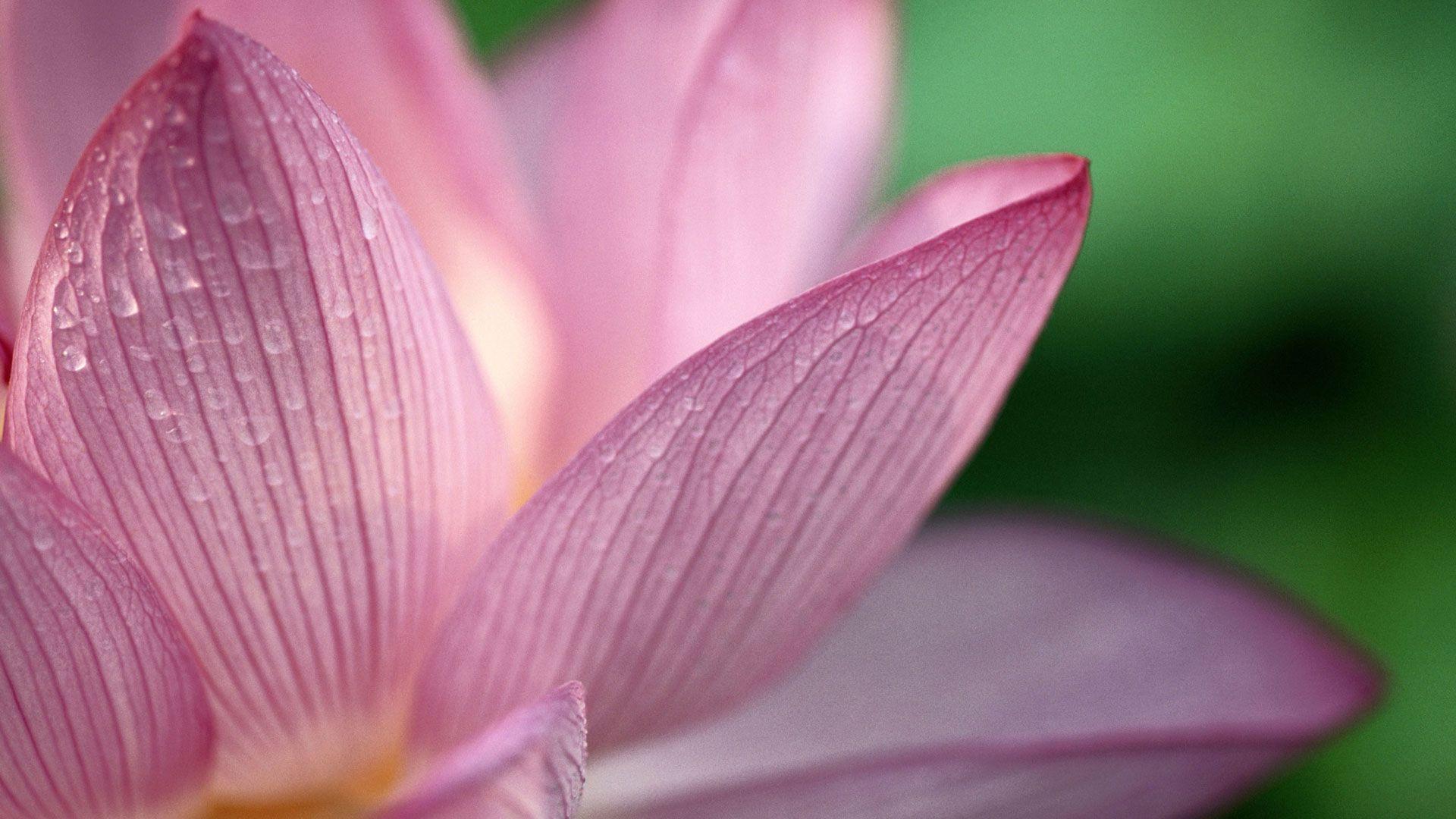 1920x1080 Flower HD Wallpaper